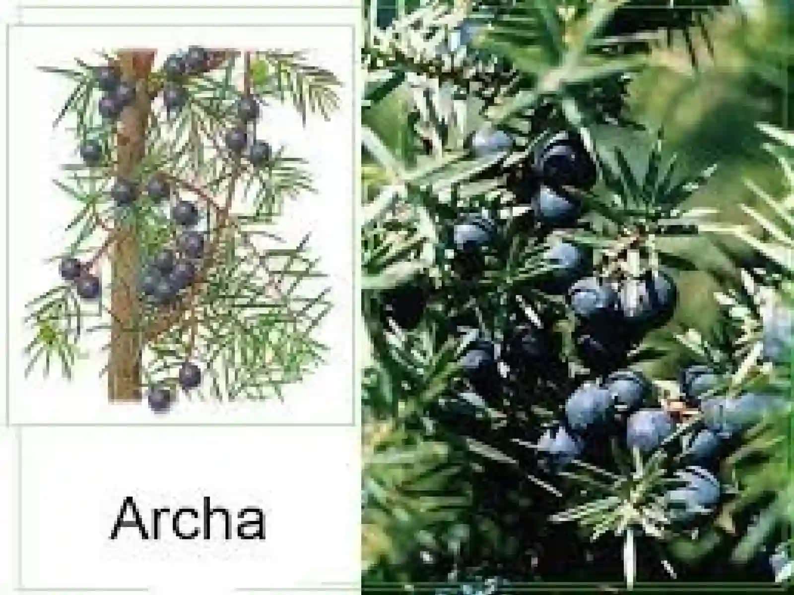 OCHIQ URUG`LI O`SIMLIKLAR BO`LIMI 4