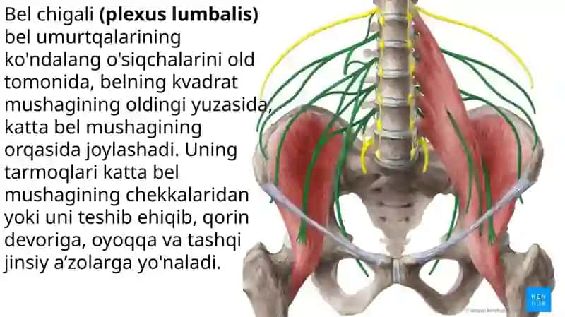 Bel chigali. Dumg‘aza chigalining hosil bo‘lishi va uning shoxlari. 4