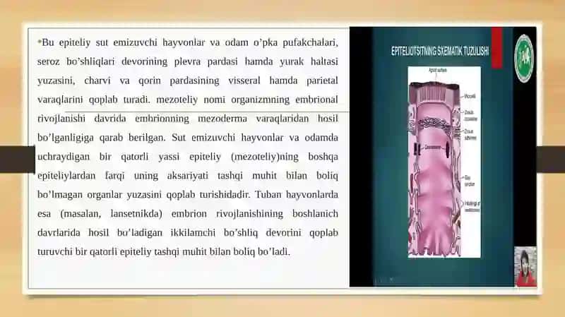 Birqavatliepiteliy 4