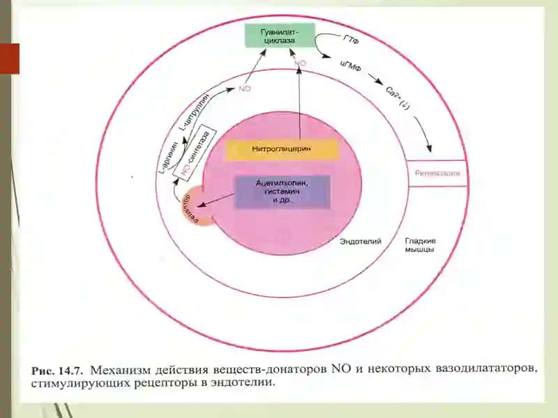 Antigipertenziv-GIPOTENZIV DORI VOSITALARI 4