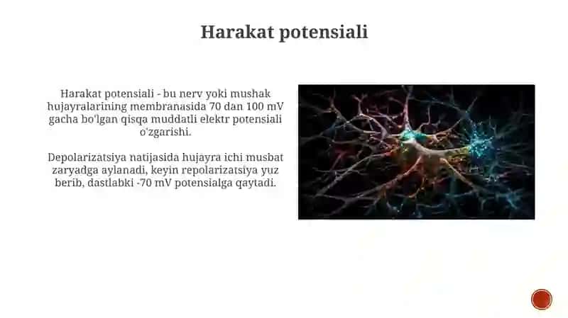Nervtolalarivasinapslarfiziologiyasi 4