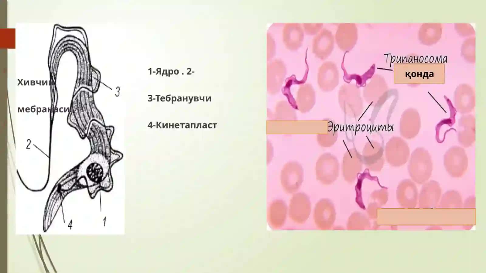 Трипоносома ва лейшманияни яшаш цикли ва уларни патоген таъсирлари 4