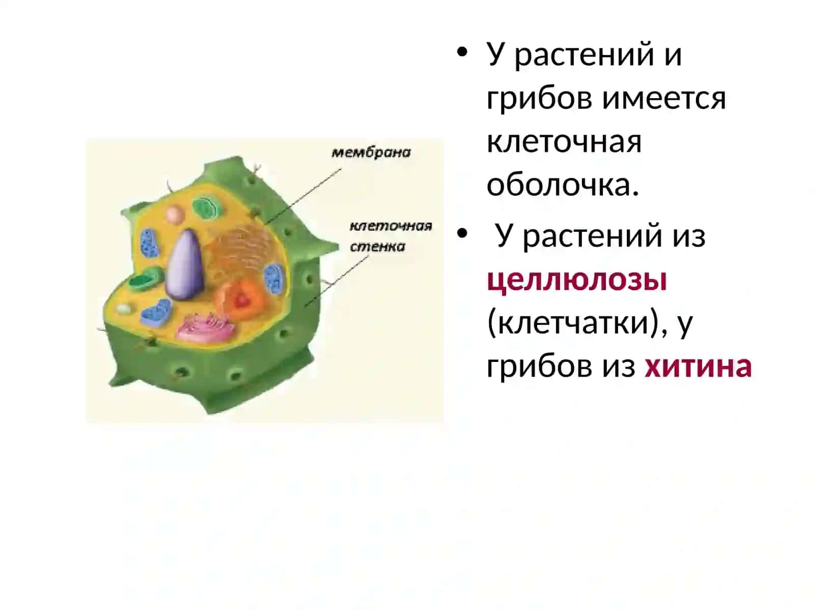 Многообразие клеток.Строение эукариотических клеток 4