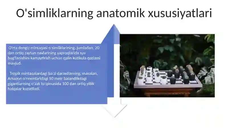 Oliy oʻsimliklarning sistematik botanikasi 4