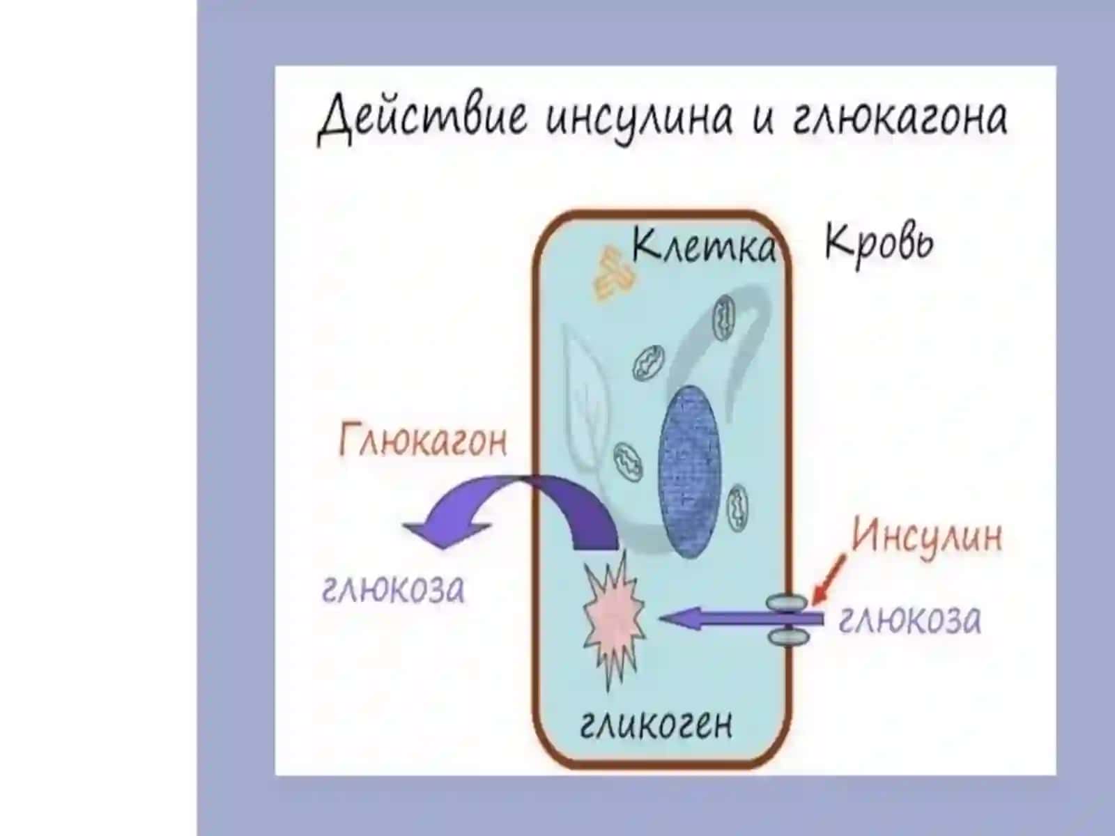 Oshqozon osti bezi gormonlari 4