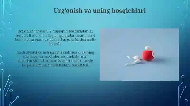 Proembironal rivojlanishning umumiy qonuniyatlari ( progenez ) 4