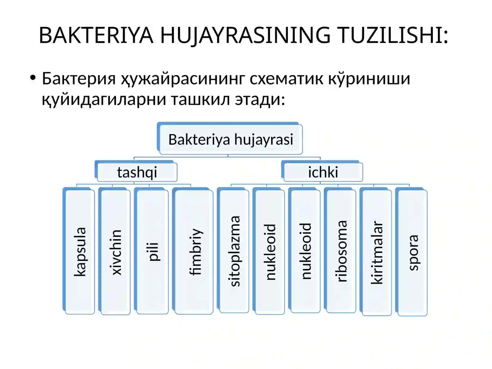 BAKTERIYA HUJAYRASINING TUZILISHI 4