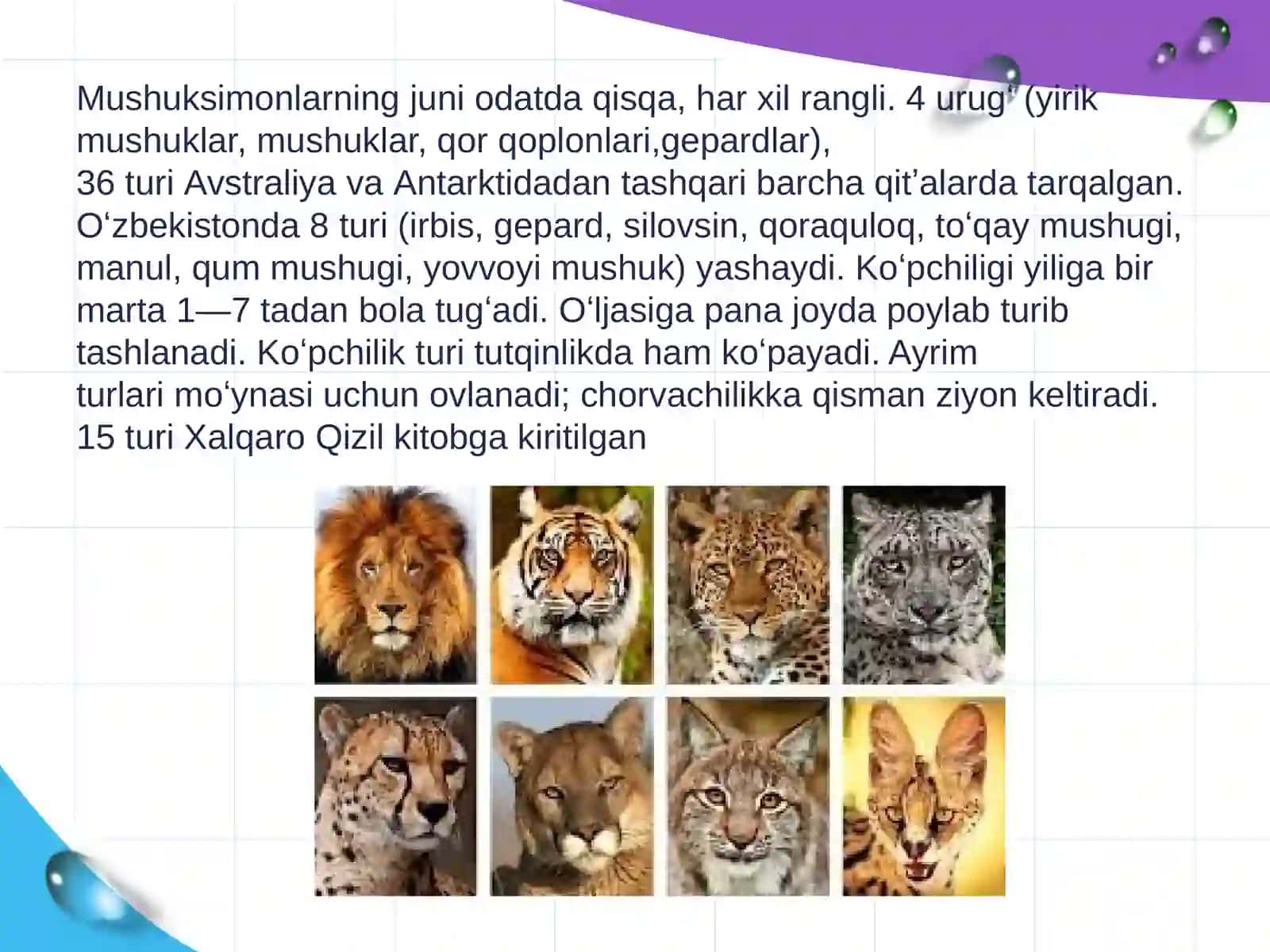 Mushuksimonlar hayot kechirishi va tarqalishi 4