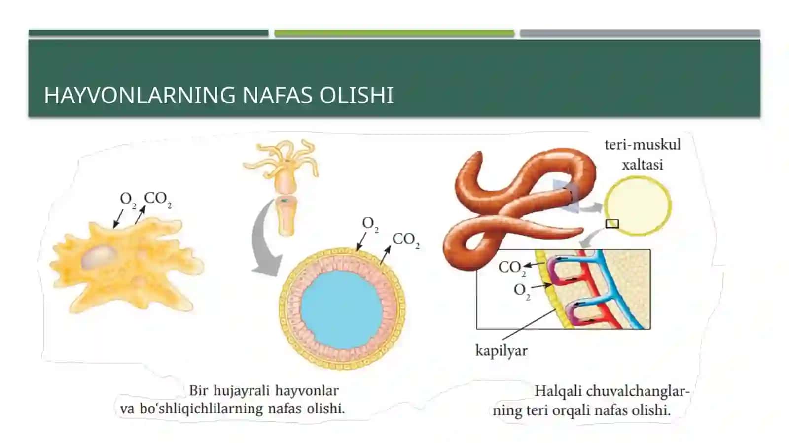 ODAM VA HAYVONLARNING NAFAS OLISHI 4