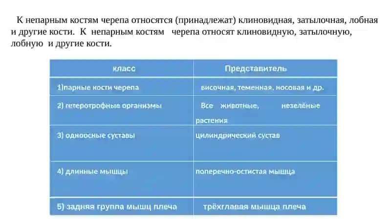 Система органов дыхания 4