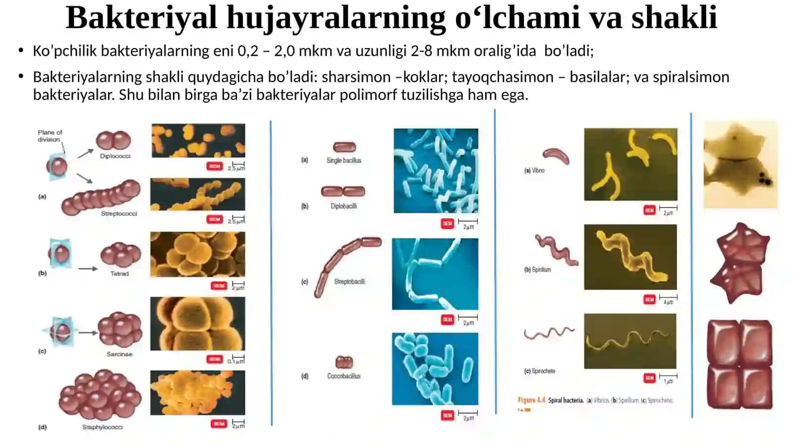 O’ZBEKISTON RESPUBLIKASINMIRZO ULEG‘BEK NOMIDAGI O’ZBEKISTON MILLIY MIKROBIOLOGIYA VA BIOTEXNOLOGIYA KAFEDRASI 4
