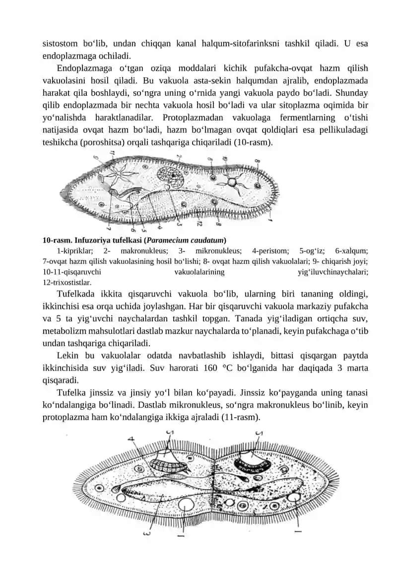 Kolonial xivchinlilarning tuzilishi va ko‘payishi. Infuzoriya tufеlkasi (Paramecium caudatum) ning t 4