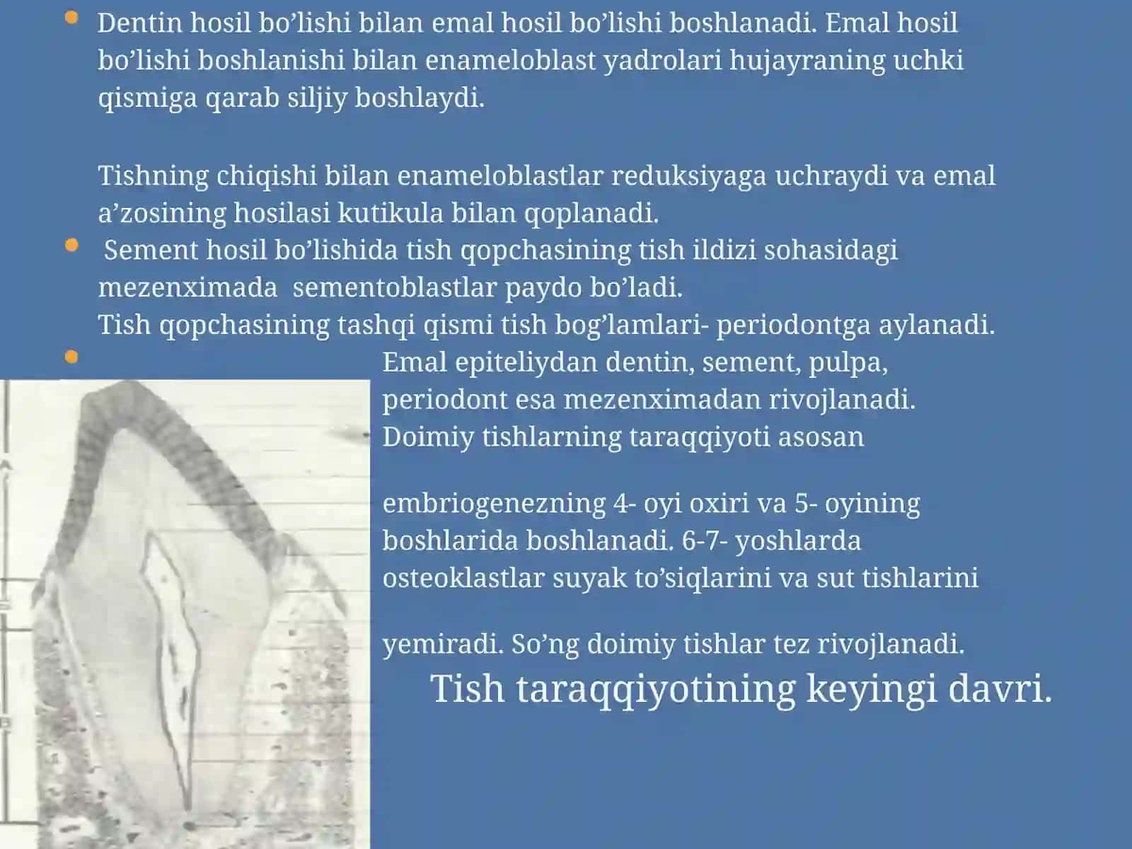 Tishlarning tuzilishi 4