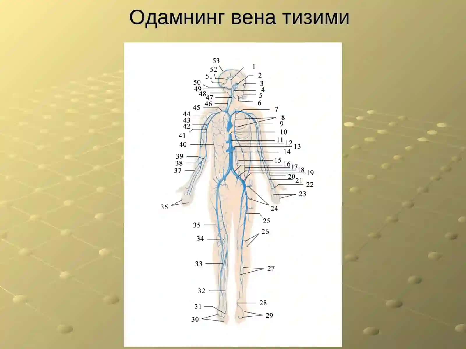 Vena tizimining tuzilishi, vazifaviy va yoshli anatomiyasi 4