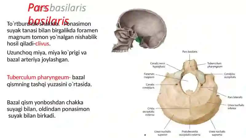 Ensas, peshonavatepasuyaklari 4