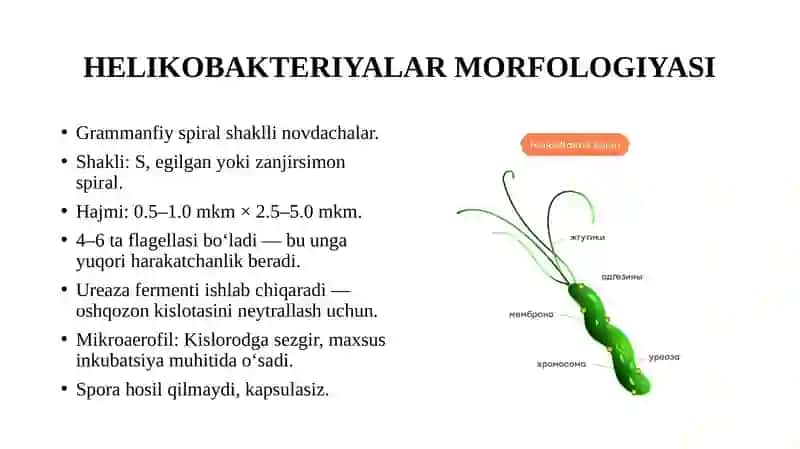 Kampilobakteriyalar, helikobakteriyalar va ularning amaliyotdagi ahamiyati 4