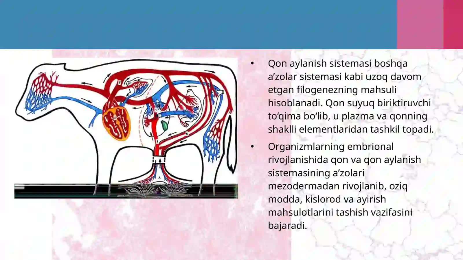 Hayvonlarning qon aylanish organlari evolutsiyasi 4
