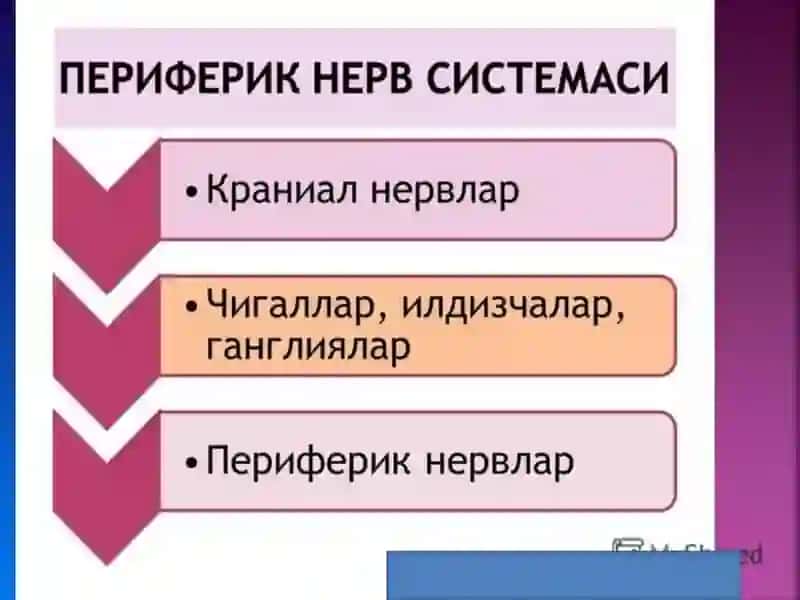 МАРКАЗИЙ НЕРВ ТИЗИМИНИНГ ХУСУСИЙ ФИЗИОЛОГИЯСИ 4