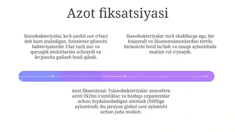 Kôk yashil sianobakteriyalar -(Cyanophyta, Cyanobakteria) suvótlar bóliming umumiy tavsifi 4