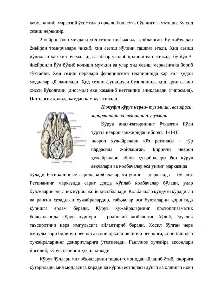 Бош мия нервлaри 4