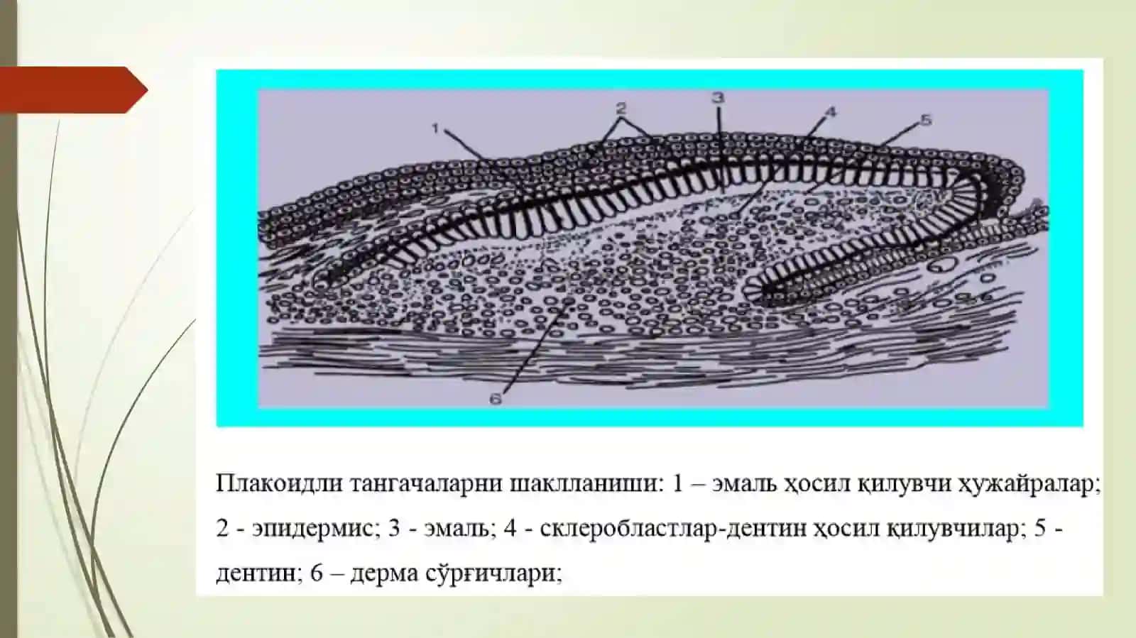 Qoplovchi va tayanch harakat tizimi ontofilogenezi 4
