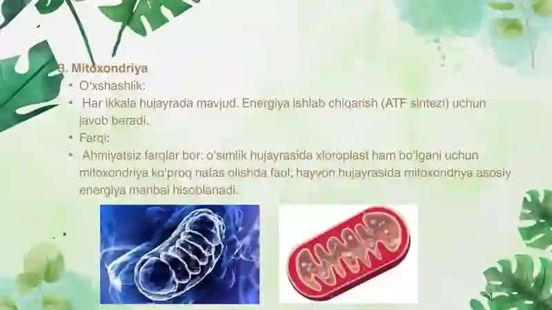 Oʻsimlik va hayvon hujayralarining oʻxshashligi va farqlari. 4