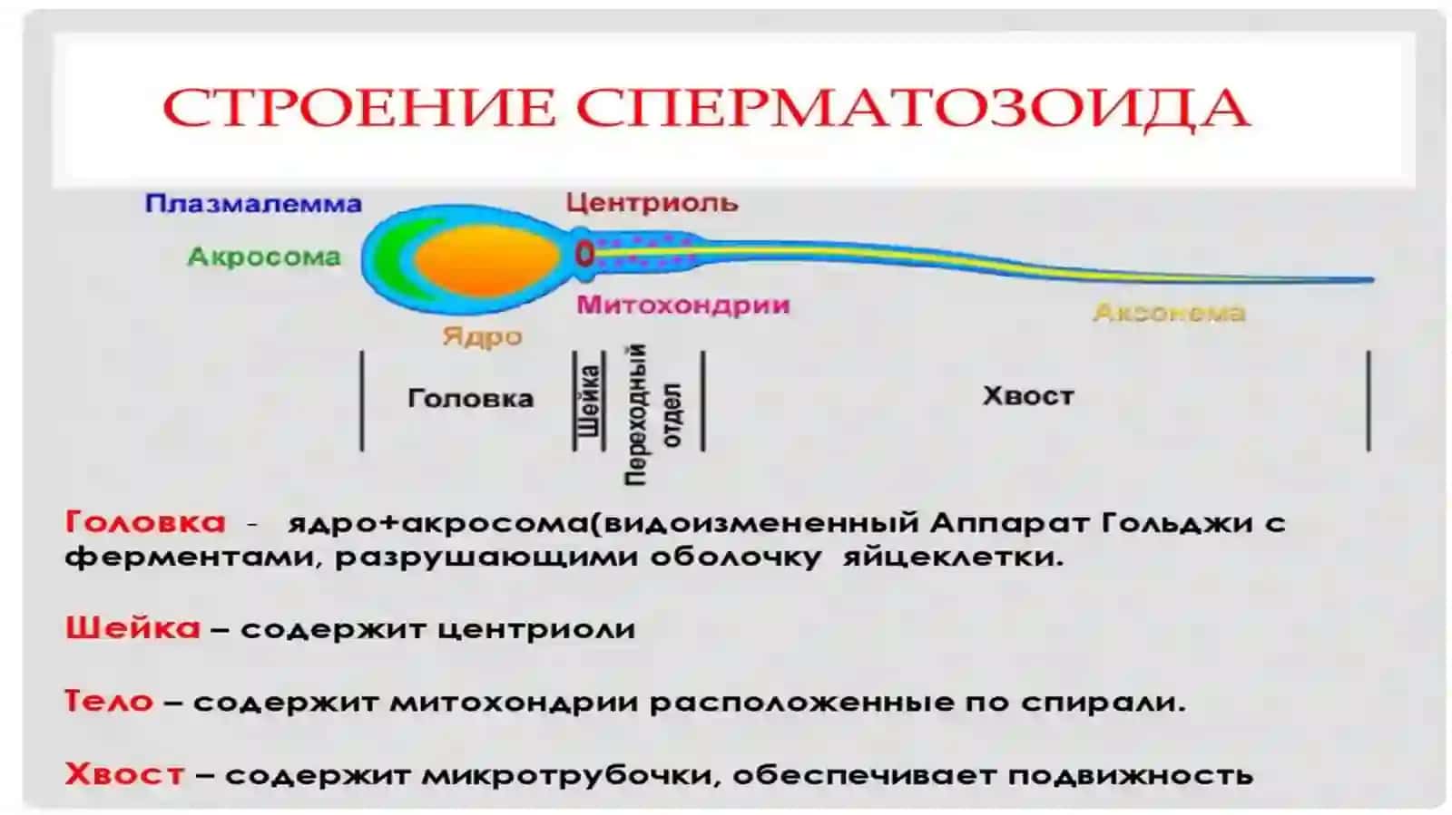 Hayvonlar jinsiy hujayralarining biologiyasi va gametogenez jarayoni 4