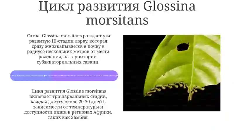 Glossina morsitans 4