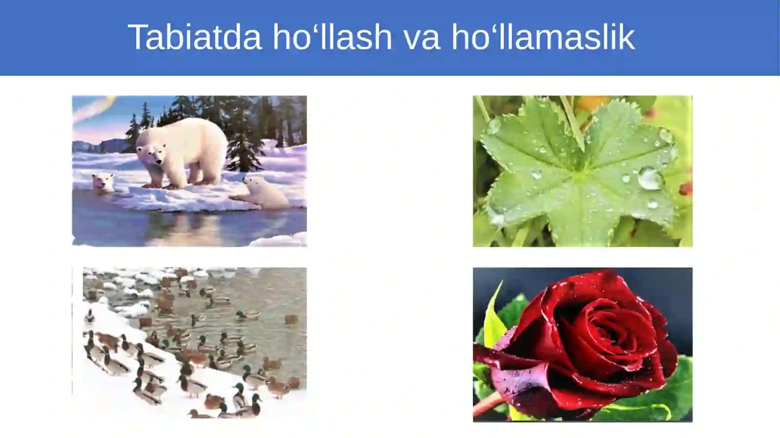Ho‘llash.Kapillyar  hodisalar 4