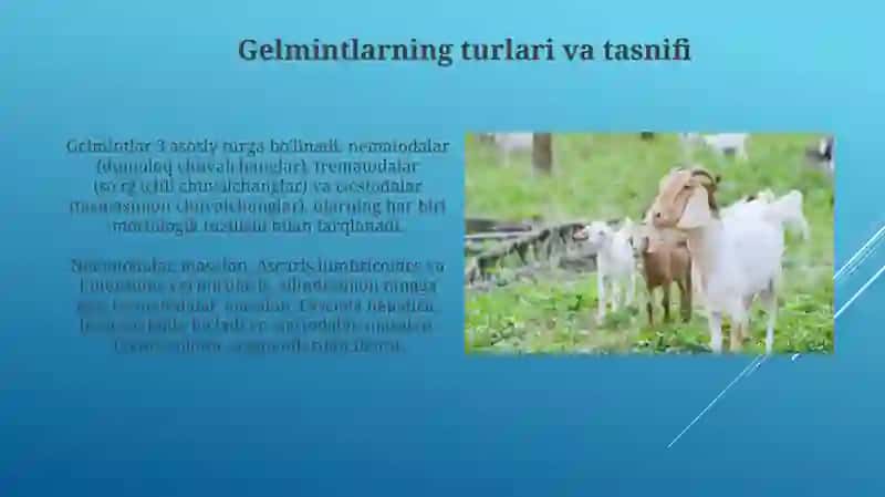 Gelmintozlar 4