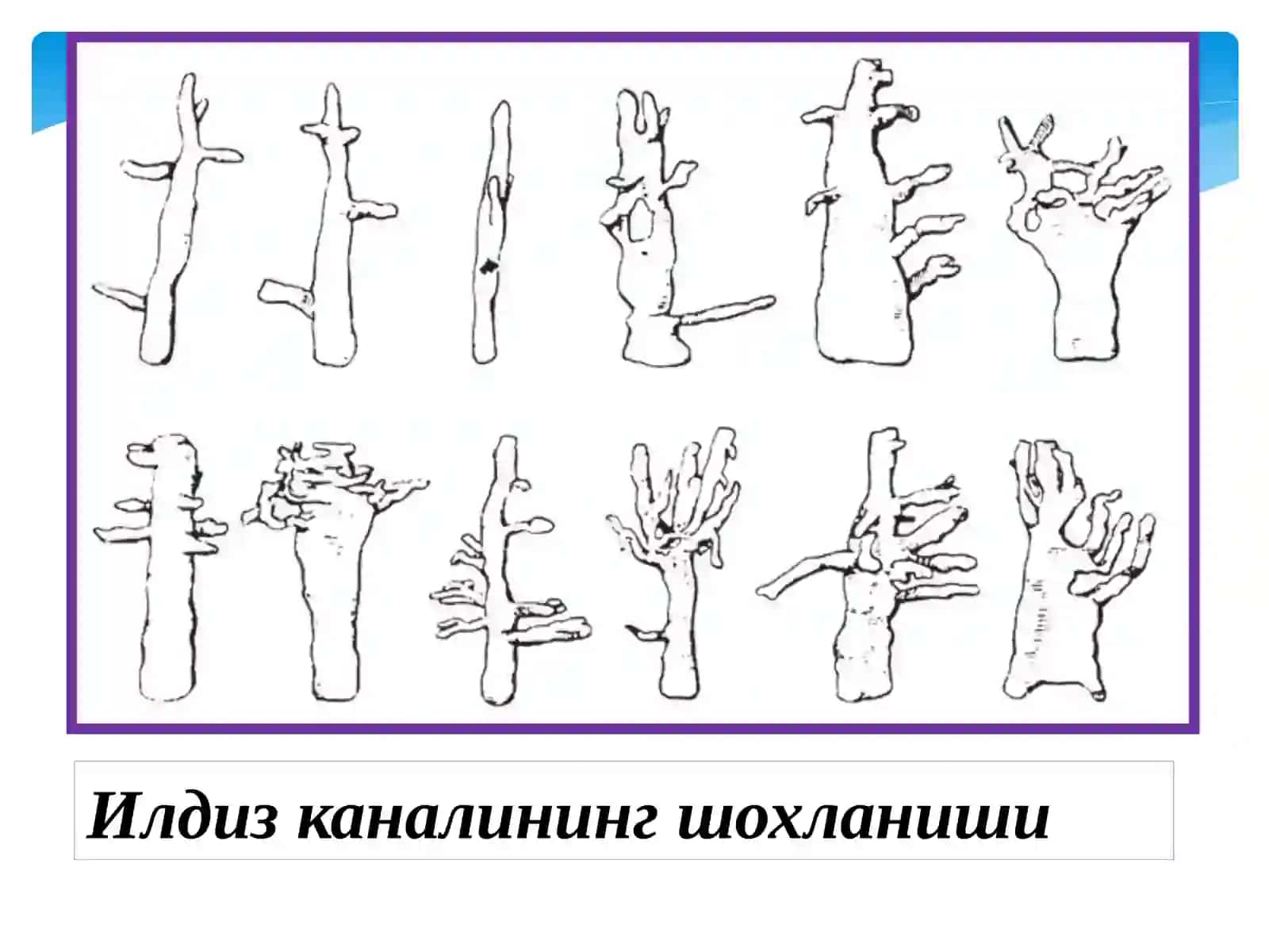 Тишлар морфологияси 4