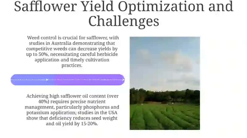 Safflower Post-Harvest Management 4