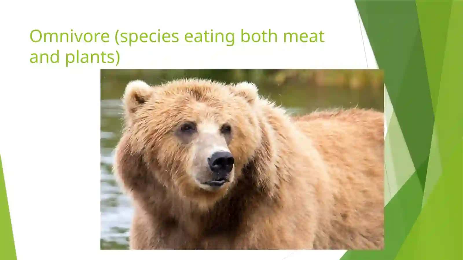 ANIMALS 4