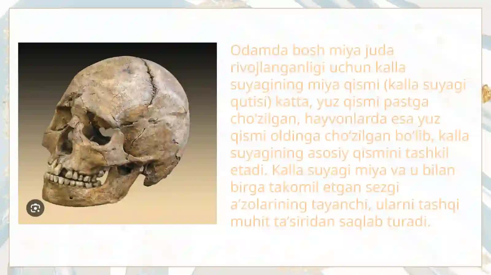 Boshsuyaklarining taraqqiyoti 4