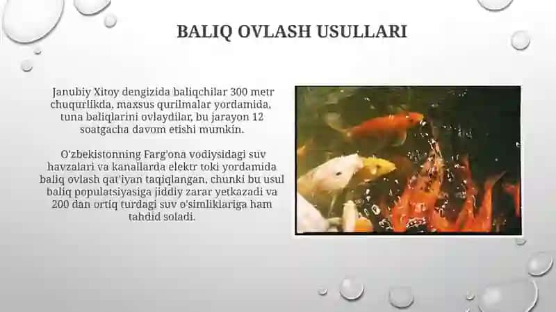 Baliqlar bo'limi 4