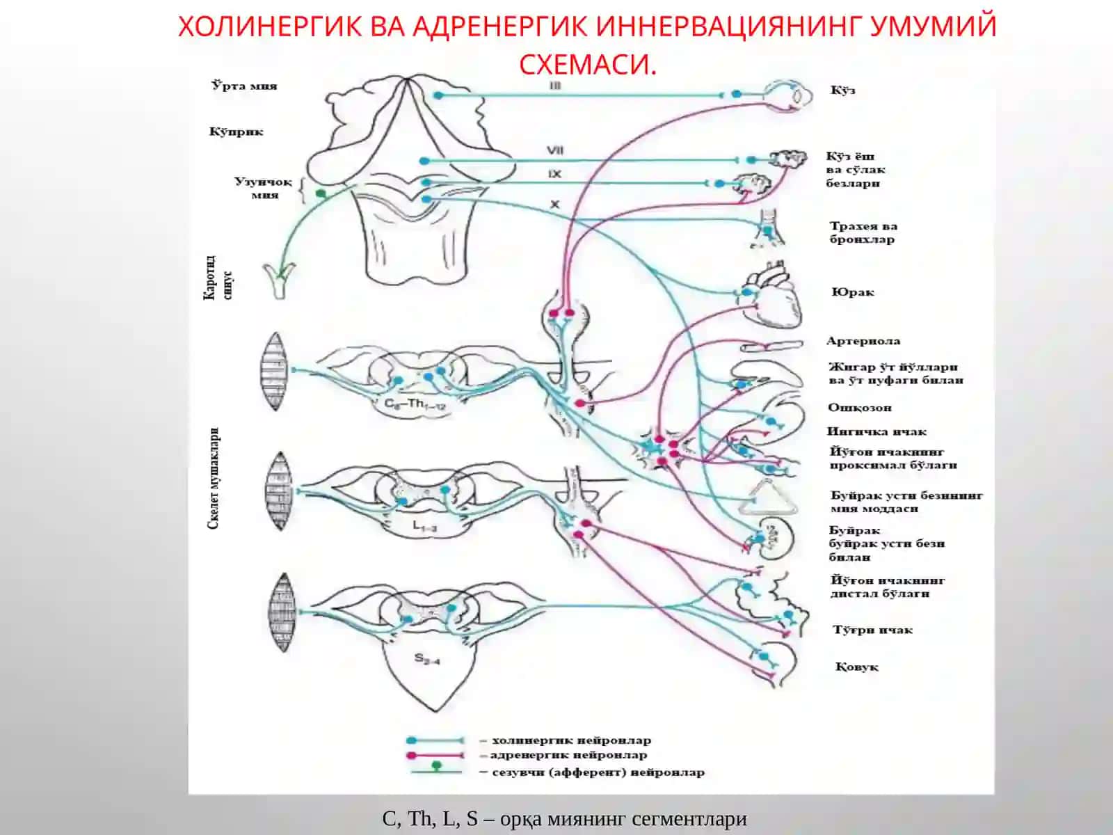 М-Н ХОЛИНОРЕЦЕПТОРЛАРГА ТАЪСИР ЭТУВЧИ ВОСИТАЛАР 4
