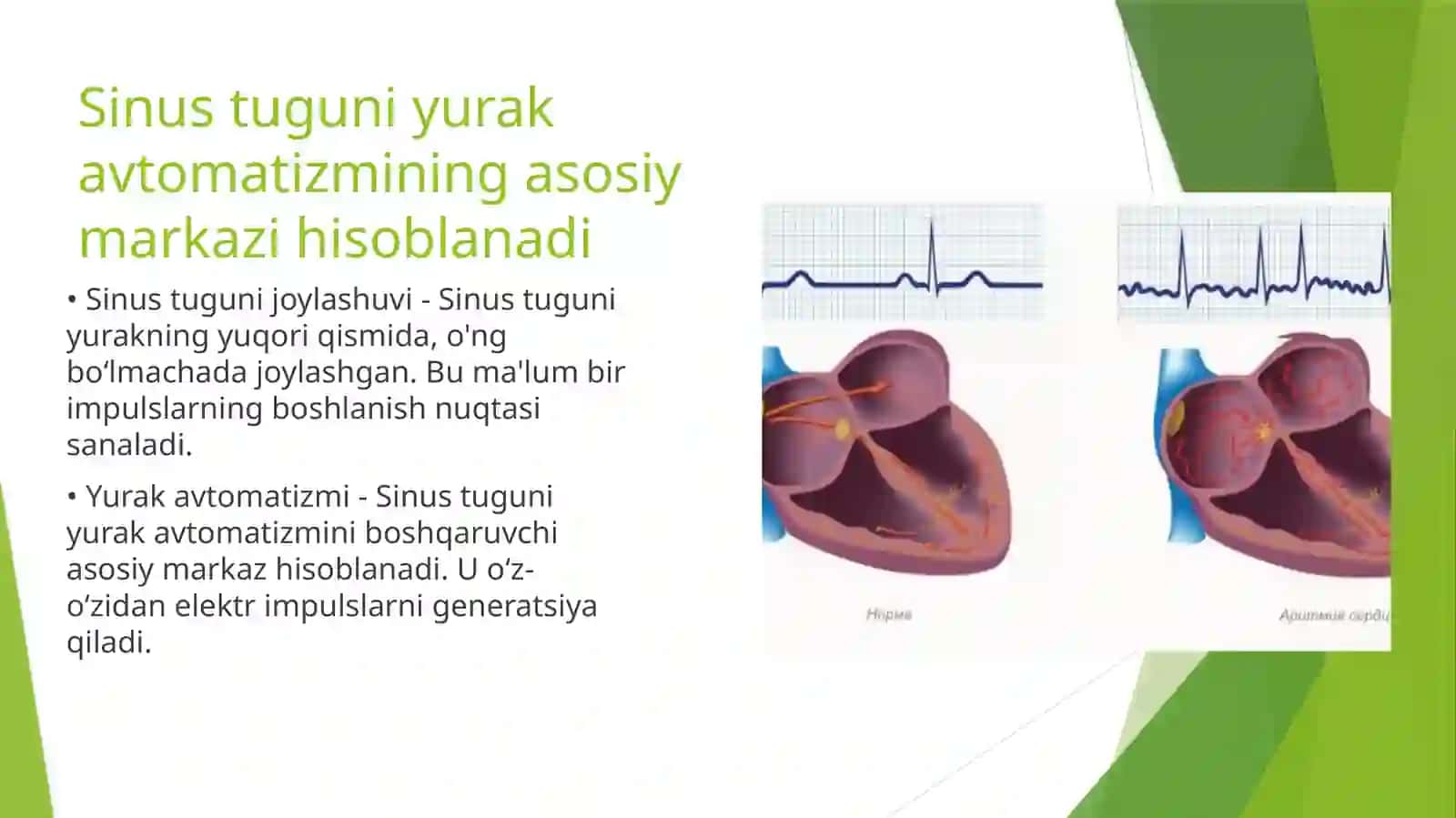 Yurak avtomatizmi va EKG 4