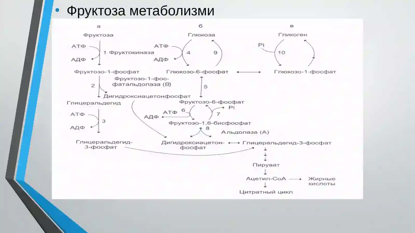 УГЛЕВОДЛАР АЛМАШИНУВИ 4