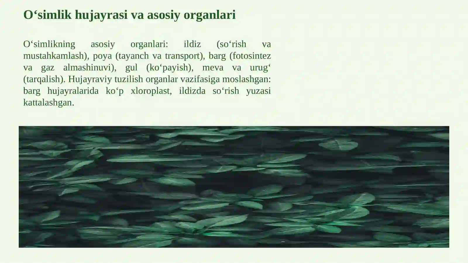 O‘SIMLIKLAR DUNYOSI Tuzilishi, hayotiy jarayonlari va tabiatdagi ahamiyati 4