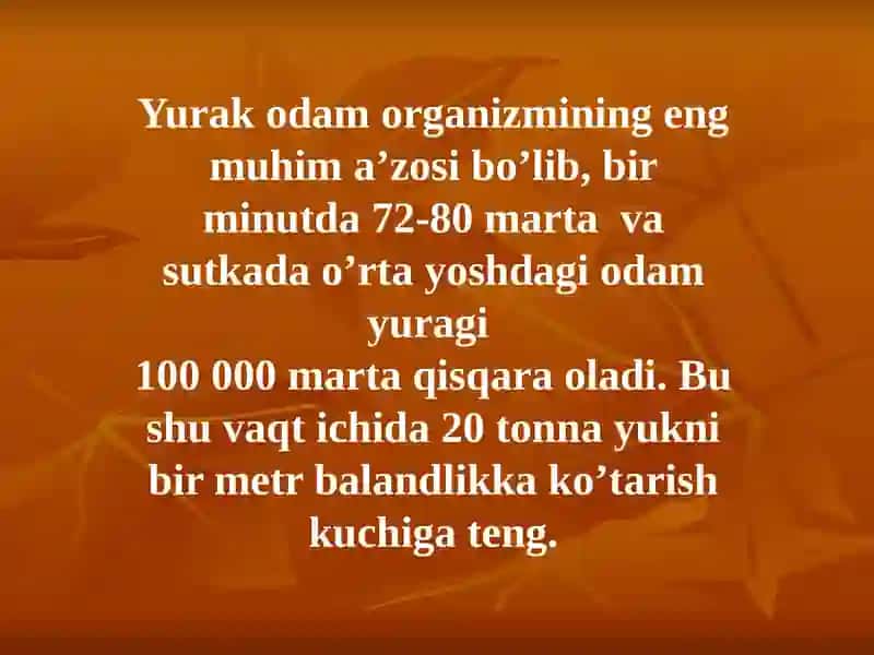 Yurak Anatomiyasi 4