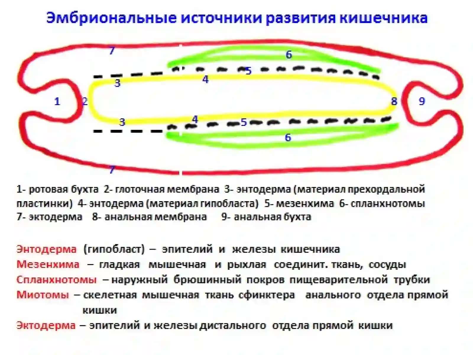 Yuqori va pastki ichak tutilishlari 4