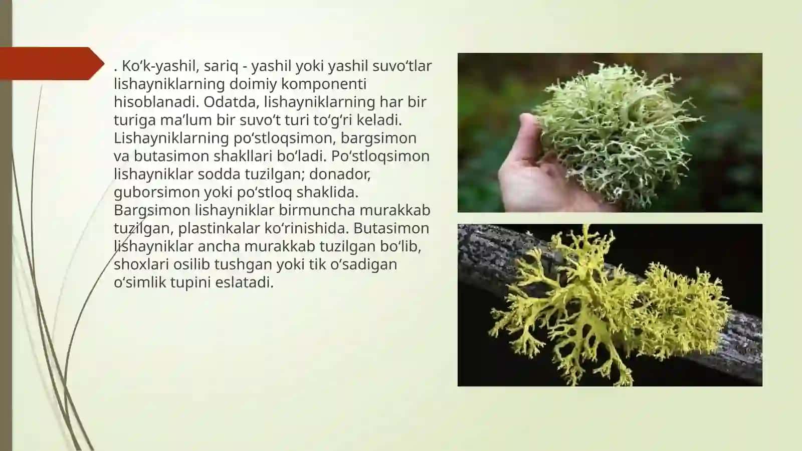 LISHAYNIKLAR BO’LIMI SISTEMATIKASI, TARQALISHI VA AHAMIYATI 4