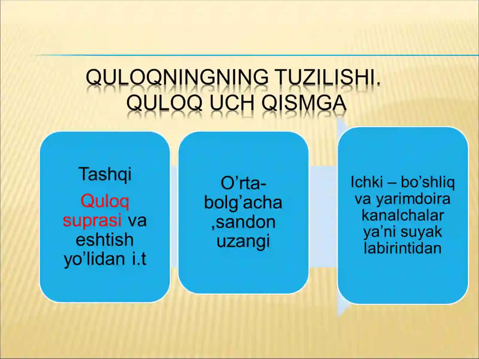 Odamning eshitish organlari 4