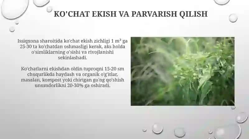 Himoyalangan yerlarda ko‘kat va ziravorlar yetishtirish 4