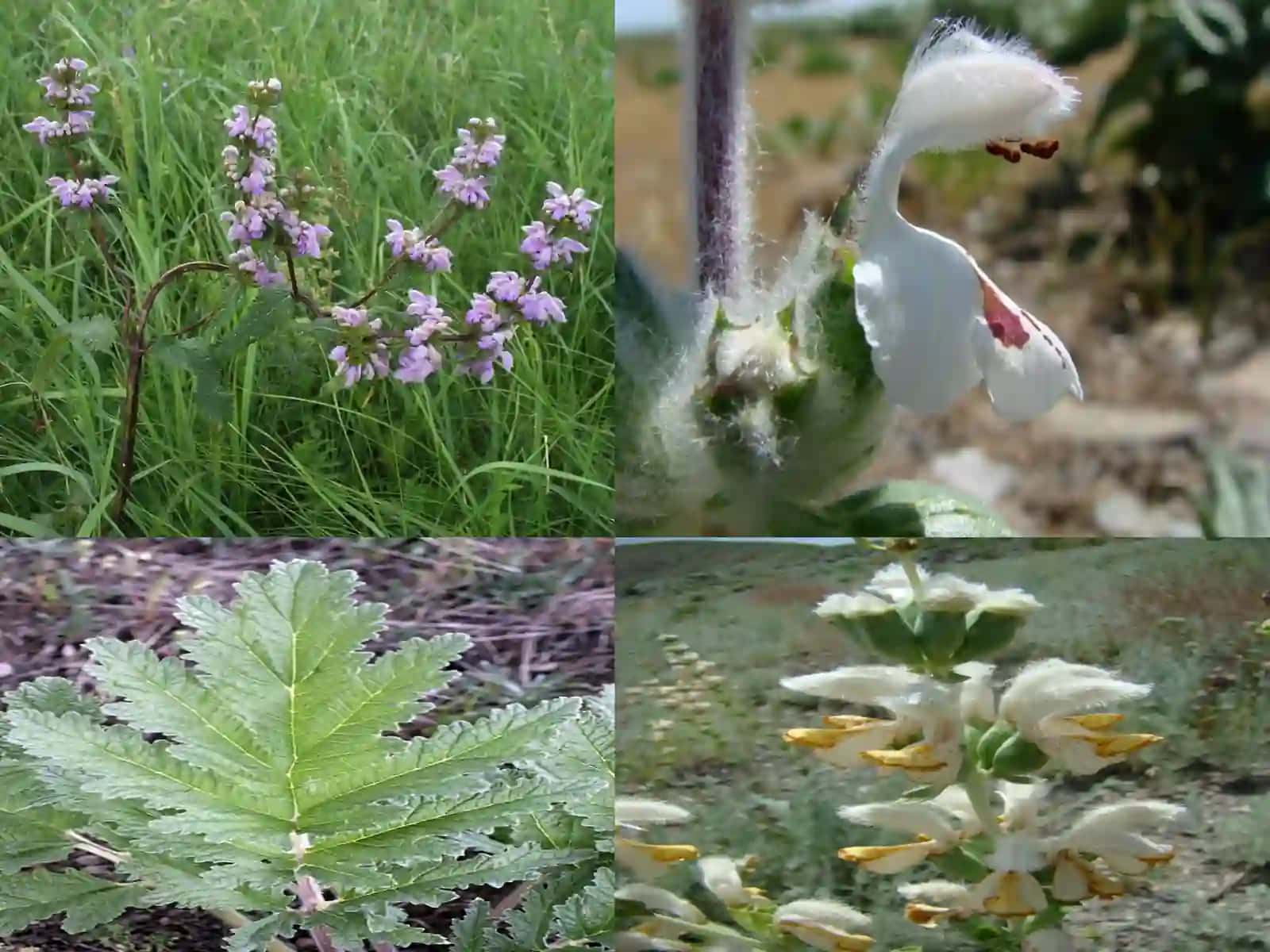 Lamiaceae oilasining botanik-geografik turlarining tarqalishi 4