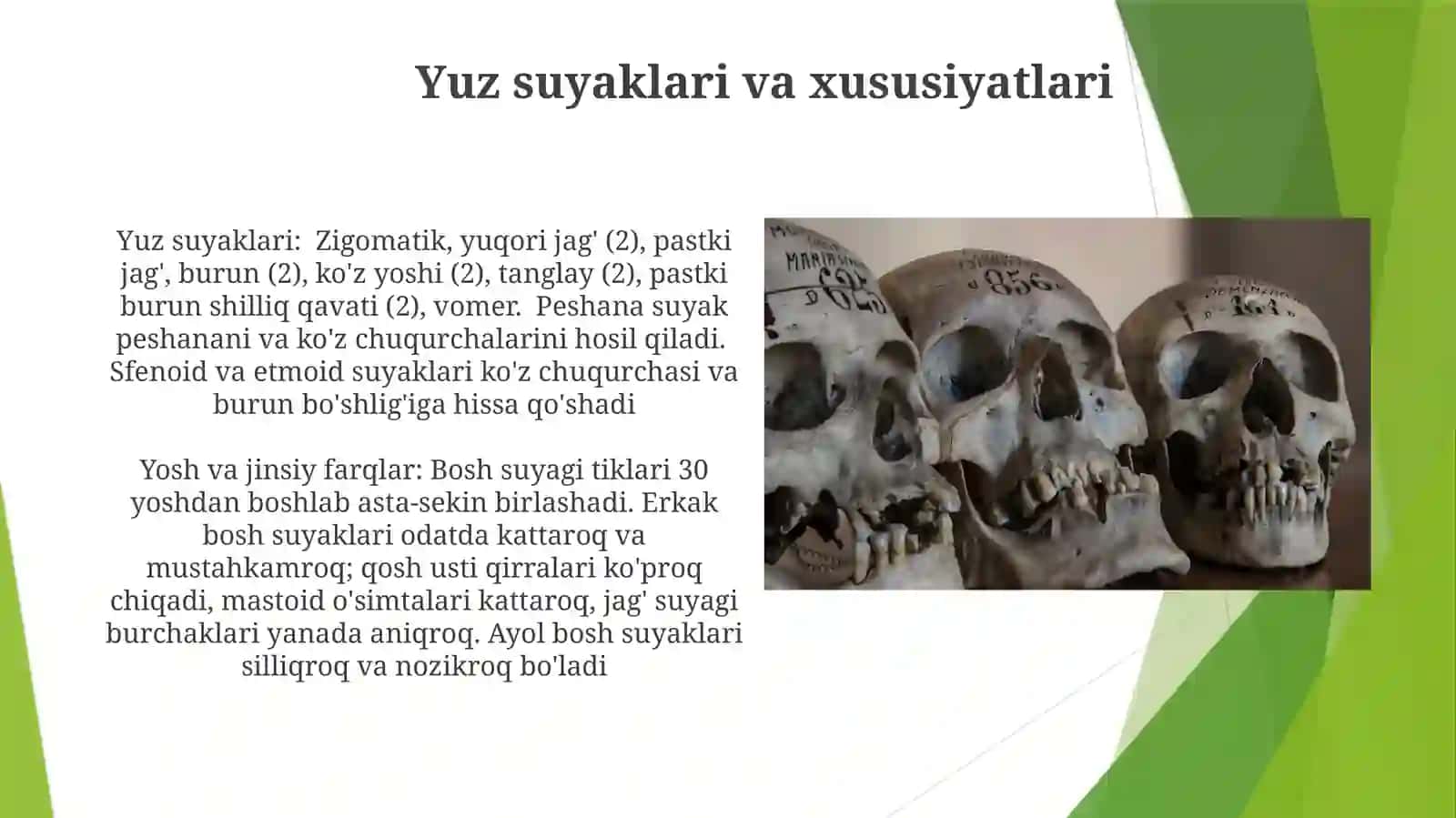 Kallasuyaklarining rengen anatomiyasi. Kallasuyagidan yosh va jinsiy tafovutlari 4
