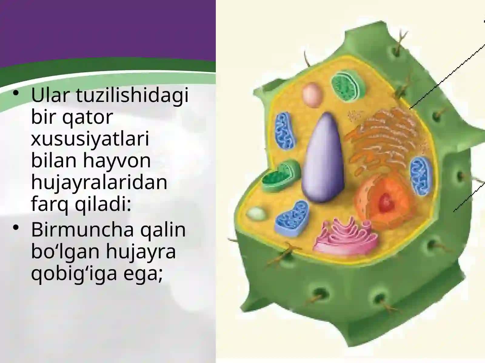 Ōsimlik hujayrasining tuzilishi 4