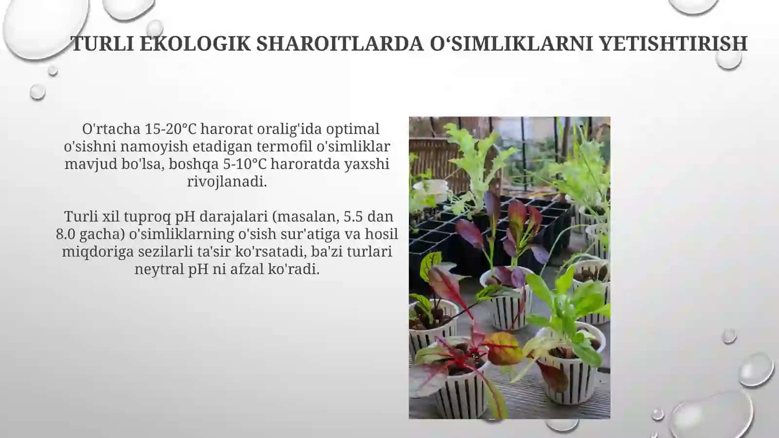 Turlimuhitsharoitidaoʻsimliklarnioʻstirish 4