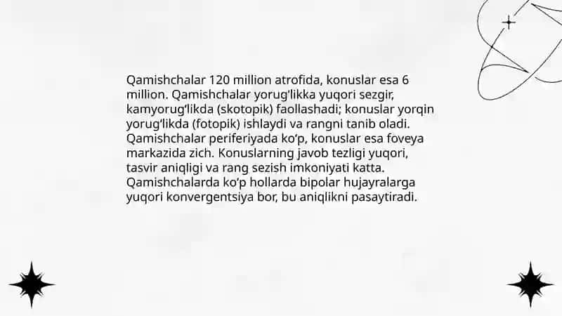 Fotoretseptorlar, haqida maʼlumot 4