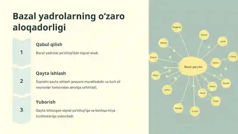 Bosh miya yarimsharlar poʻstlogʻi va bazal yadrolar fiziologiyasi 4